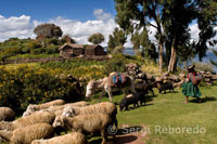 Una mujer junto a su ganado en el pueblo de Llachón, a orillas del Lago Titicaca.